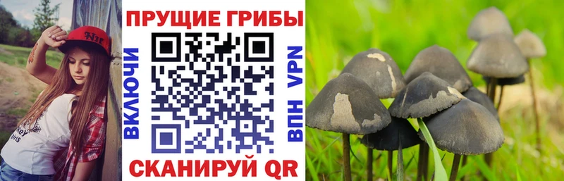 МЕГА ССЫЛКА  цена   Теберда  Галлюциногенные грибы GOLDEN TEACHER 